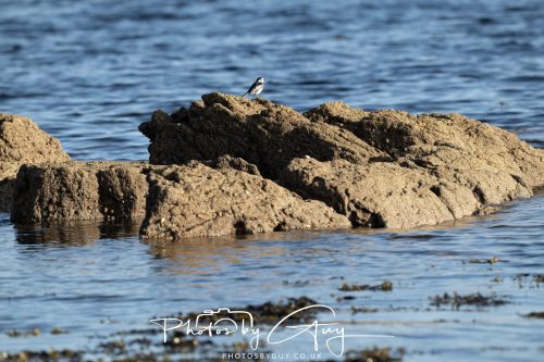 11 October 2026 Killamory, Isle of Arran Scotland - Pied Wagtail