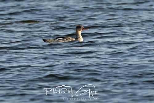 11 October 2026 Killamory, Isle of Arran Scotland - Red Breasted Merganser