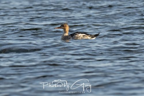 11 October 2026 Killamory, Isle of Arran Scotland - Red Breasted Merganser