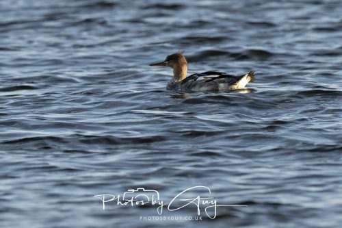 11 October 2026 Killamory, Isle of Arran Scotland - Red Breasted Merganser