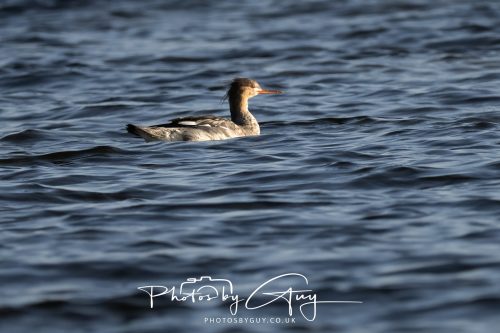 11 October 2026 Killamory, Isle of Arran Scotland - Red Breasted Merganser