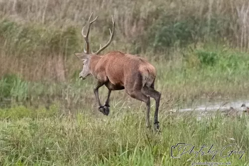 02 September 2024 : RSPB Leighton Moss, Silverdale, Lancashire - Red Deer