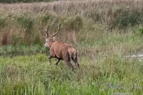 02 September 2024 : RSPB Leighton Moss, Silverdale, Lancashire - Red Deer