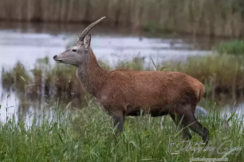02 September 2024 : RSPB Leighton Moss, Silverdale, Lancashire - Red Deer