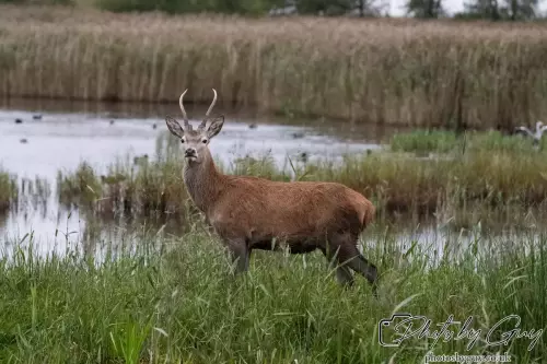 02 September 2024 : RSPB Leighton Moss, Silverdale, Lancashire - Red Deer