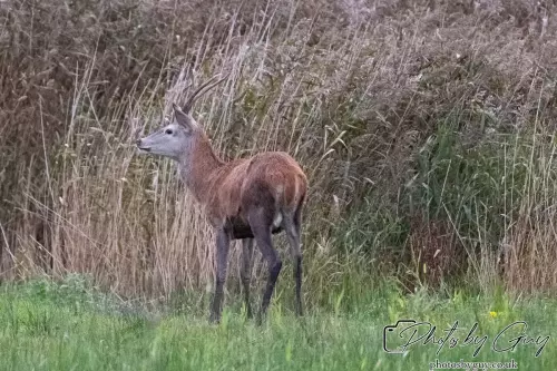 02 September 2024 : RSPB Leighton Moss, Silverdale, Lancashire - Red Deer