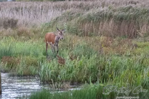 02 September 2024 : RSPB Leighton Moss, Silverdale, Lancashire - Red Deer