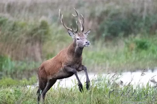 02 September 2024 : RSPB Leighton Moss, Silverdale, Lancashire - Red Deer