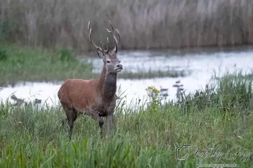 02 September 2024 : RSPB Leighton Moss, Silverdale, Lancashire - Red Deer