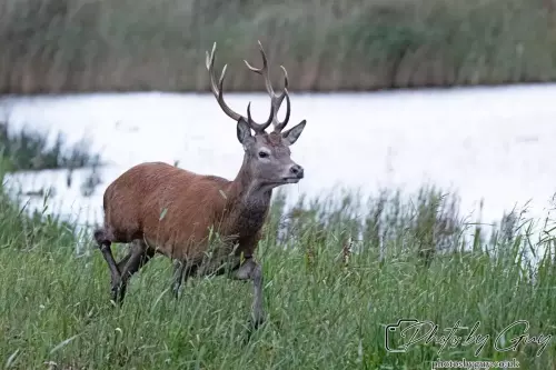 02 September 2024 : RSPB Leighton Moss, Silverdale, Lancashire - Red Deer