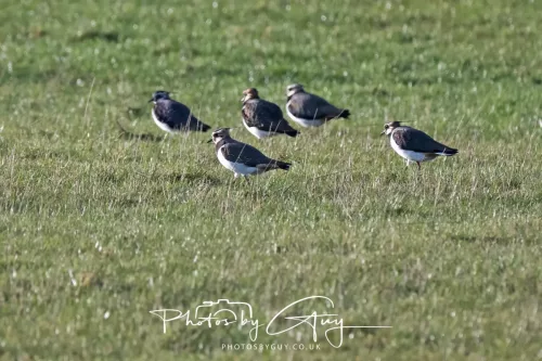 6 March 2026 : West Cumbria - Lapwings