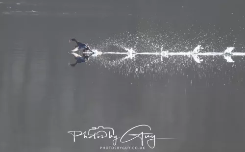 6 March 2026 : West Cumbria - Moorhen