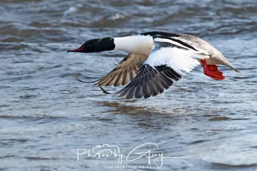 6 March 2026 : West Cumbria - Gooseander
