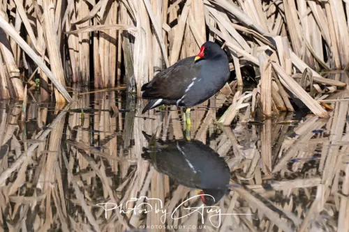 6 March 2026 : West Cumbria - Moorhen