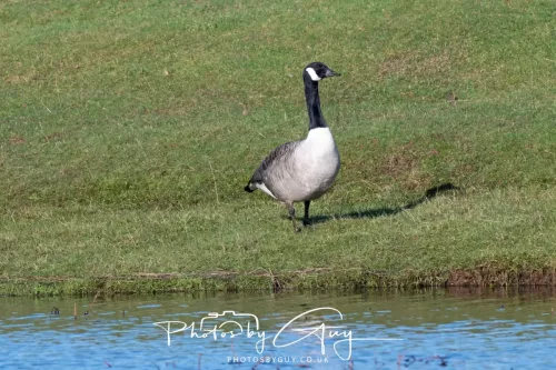 6 March 2026 : West Cumbria - Canada Goose