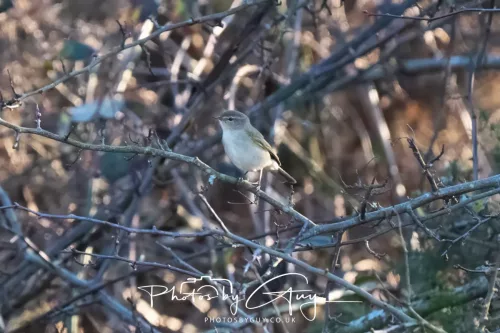 08 March 2026 - West Cumbria - Willow Warbler