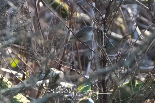 08 March 2026 - West Cumbria - Willow Warbler