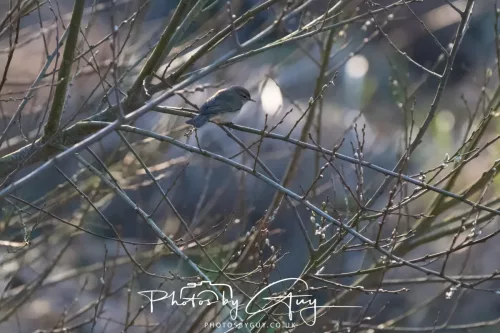 08 March 2026 - West Cumbria - Willow Warbler