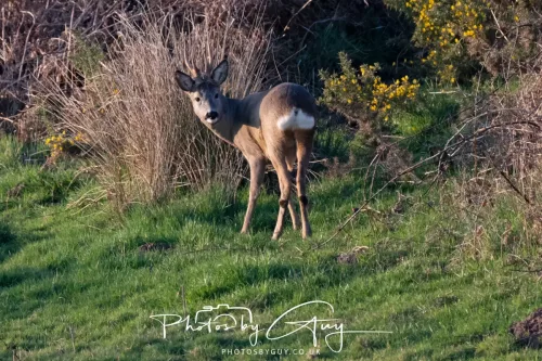 08 March 2026 - West Cumbria - Roe Deer