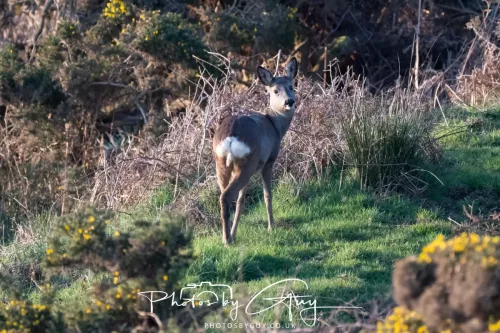 08 March 2026 - West Cumbria - Roe Deer