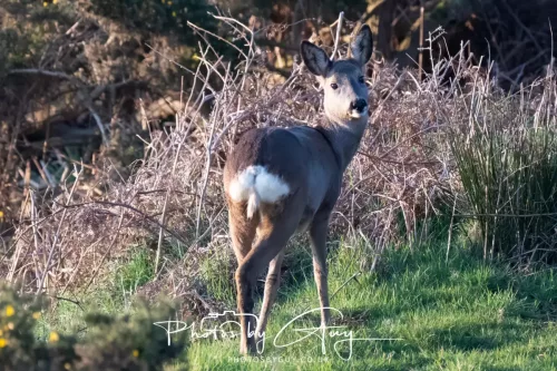 08 March 2026 - West Cumbria - Roe Deer