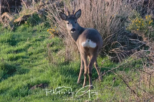 08 March 2026 - West Cumbria - Roe Deer