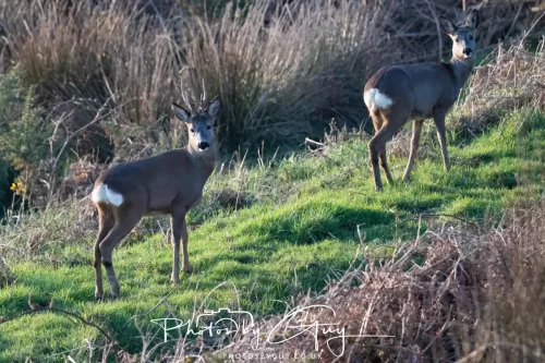 08 March 2026 - West Cumbria - Roe Deer