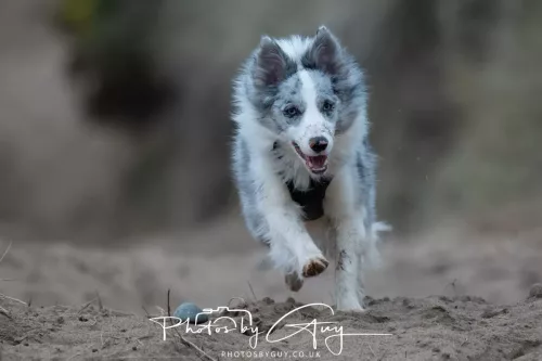 08 March 2026 - Skye the Blue Merle Borer Collie running in the dunes 