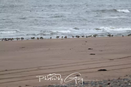 08 March 2026 - Grey Plovers on the Beach West Cumbria