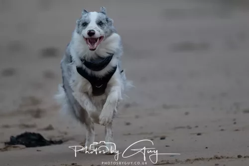 08 March 2026 - Skye the Blue Merle Borer Collie running in the dunes 