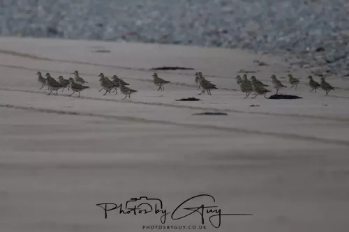 08 March 2026 - Grey Plovers on the Beach West Cumbria