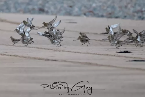 08 March 2026 - Grey Plovers in flight on the Beach West Cumbria