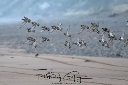 08 March 2026 - Grey Plovers in flight on the Beach West Cumbria