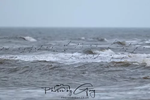 08 March 2026 - Grey Plovers in flight on the Beach West Cumbria