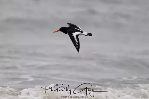 08 March 2026 - Oyster catchers in West Cumbria