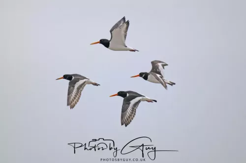 08 March 2026 - Oyster catchers in West Cumbria