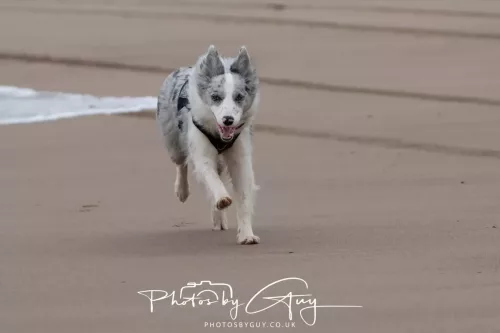 08 March 2026 - Skye the Blue Merle Borer Collie running in the dunes 