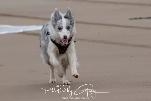 08 March 2026 - Skye the Blue Merle Borer Collie running in the dunes 
