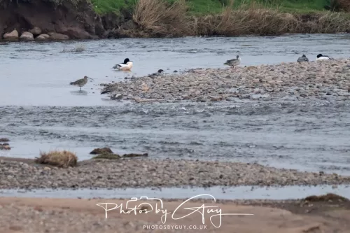 08 March 2026 - Wading birds in West Cumbria