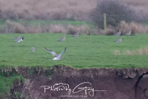 08 March 2026 - Flock of Curlews in Cumbria 