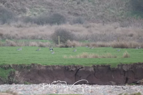 08 March 2026 - Flock of Curlews in Cumbria 