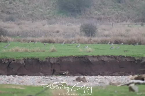 08 March 2026 - Wading birds in West Cumbria - curlews