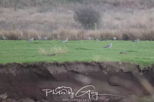 08 March 2026 - Flock of Curlews in Cumbria 