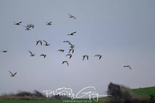08 March 2026 - Flock of Curlews in Cumbria 