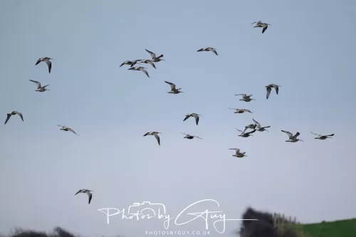 08 March 2026 - Flock of Curlews in Cumbria 