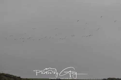08 March 2026 - Flock of Curlews in Cumbria 
