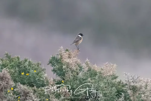 08 March 2026 - Stonechat in West Cumbria