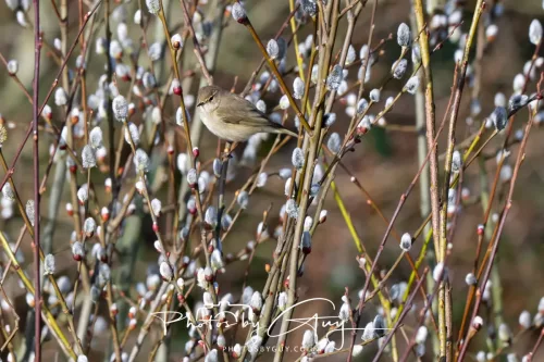14 March 2026 - Clifton, Near Workington, West Cumbria - Grey Willow Warbler
