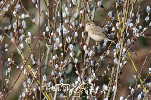 14 March 2026 - Clifton, Near Workington, West Cumbria - Willow Warbler