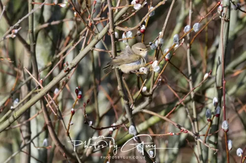 14 March 2026 - Clifton, Near Workington, West Cumbria - Willow Warbler